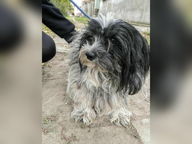 Chester, geboren 01.11.2022, 28cm sucht liebevolles Zuhause