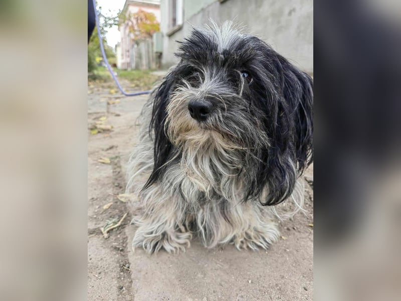 Chester, geboren 01.11.2022, 28cm sucht liebevolles Zuhause