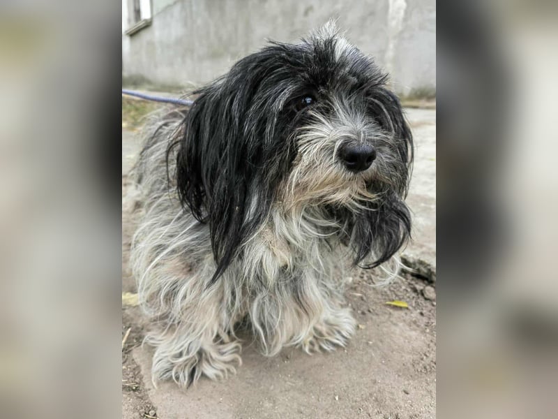 Chester, geboren 01.11.2022, 28cm sucht liebevolles Zuhause