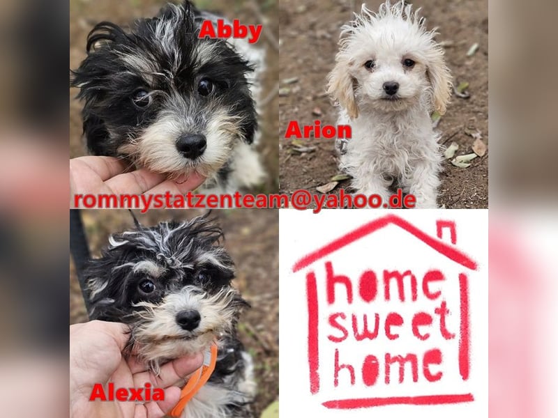 Arion möchte noch viel lernen