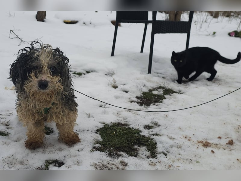 Aldon ist ein verträglicher Zeitgenosse