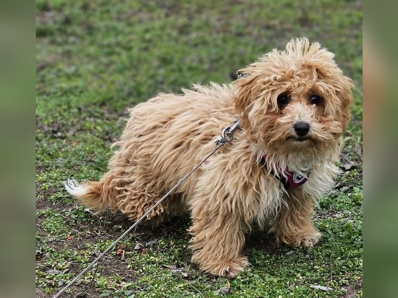 Joella hat ein fröhlichen Wesen