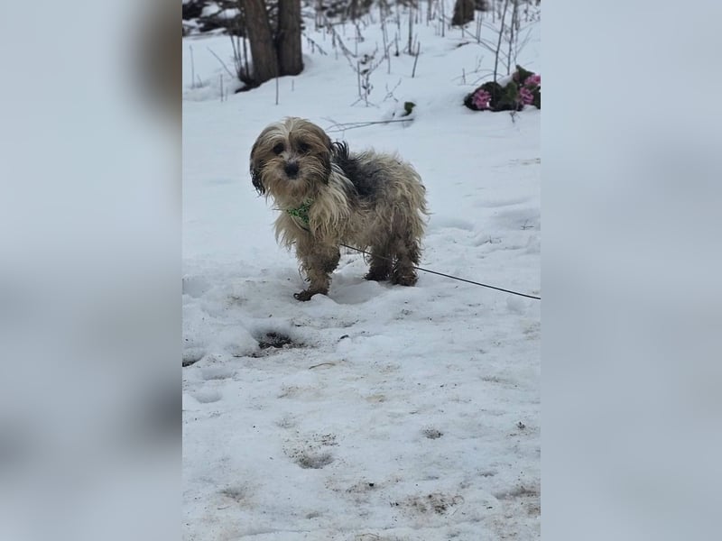 Miniks Leben war oft hart