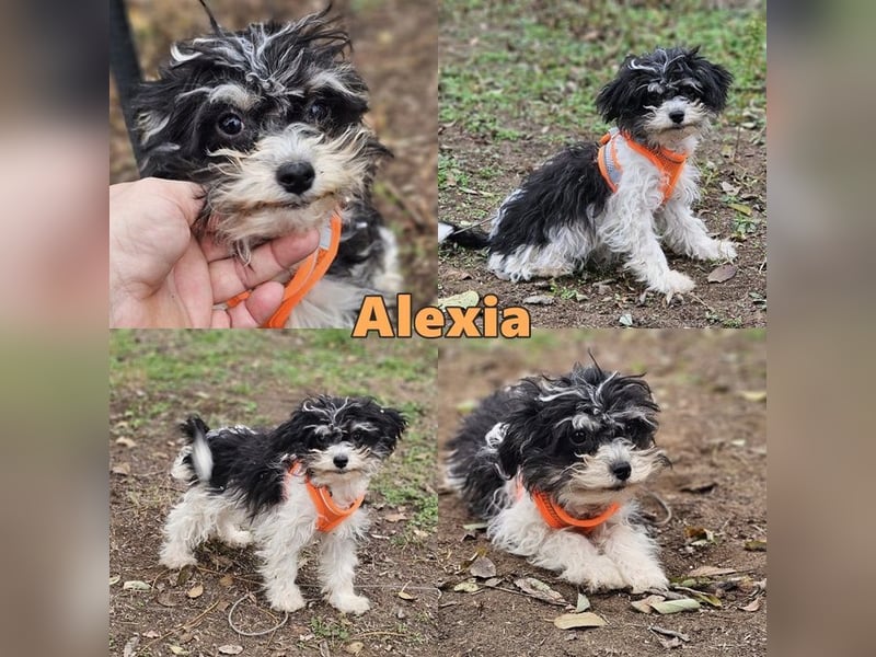 Alexia kennt nicht viel von der Welt