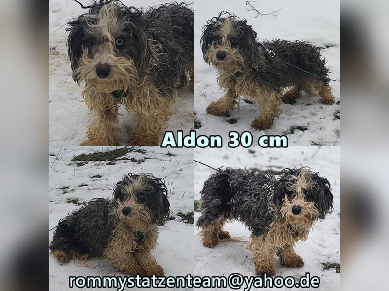 Aldon ist ein verträglicher Zeitgenosse