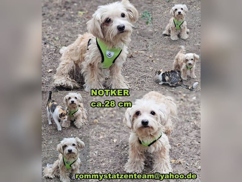 Notker braucht verständnisvolle, aktive Menschen