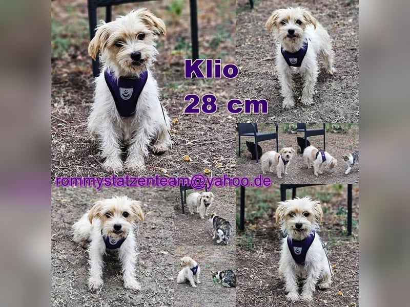 Klio hatte bisher kein schönes Leben