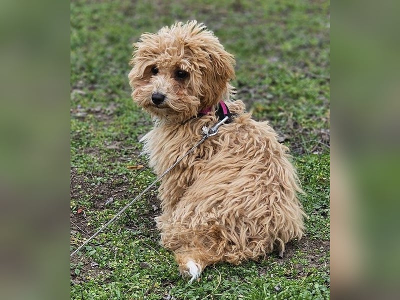 Joella hat ein fröhlichen Wesen