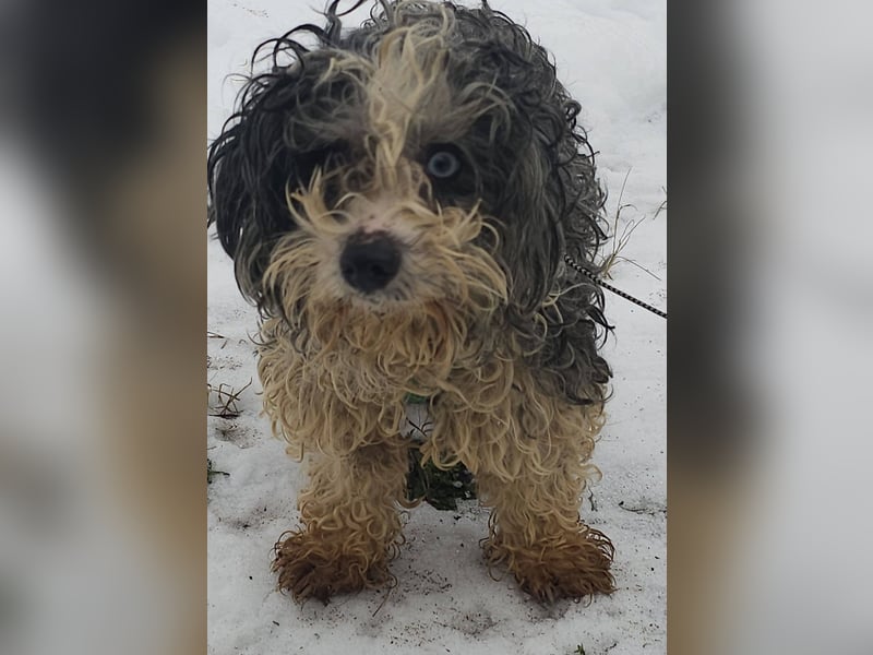 Aldon ist ein verträglicher Zeitgenosse