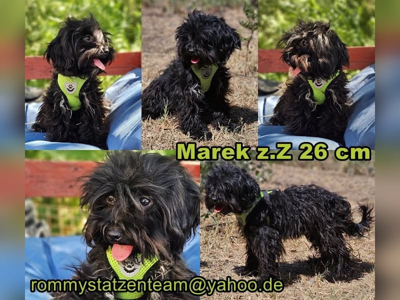 Marek sucht ein Zuhause ohne ständigen Trubel
