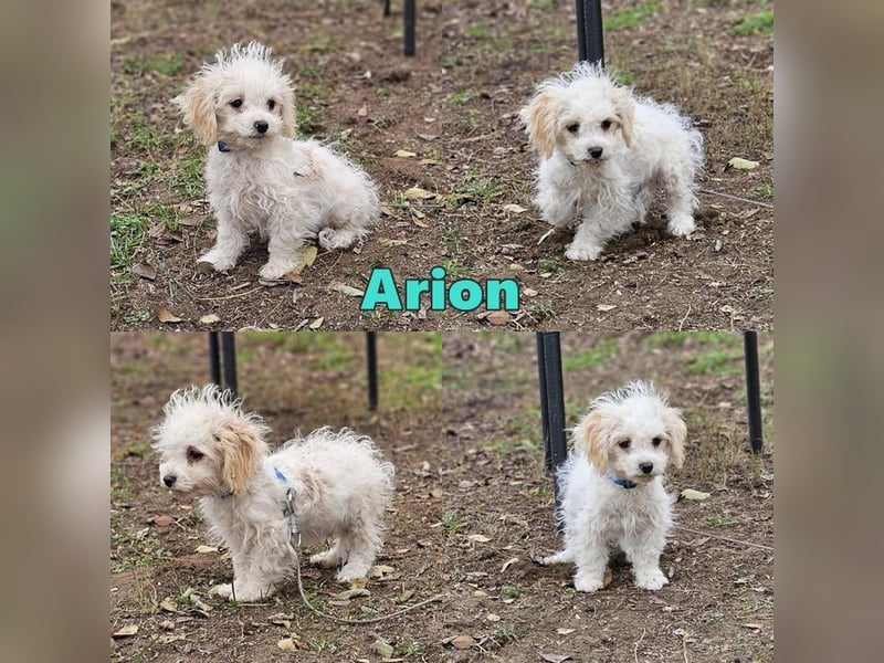 Arion möchte noch viel lernen