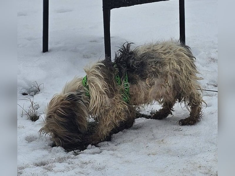 Miniks Leben war oft hart