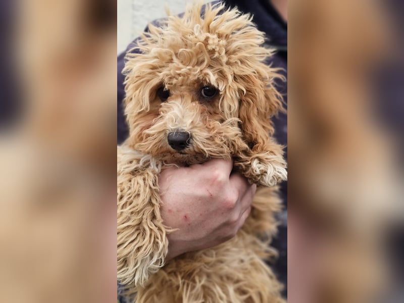 Joella hat ein fröhlichen Wesen