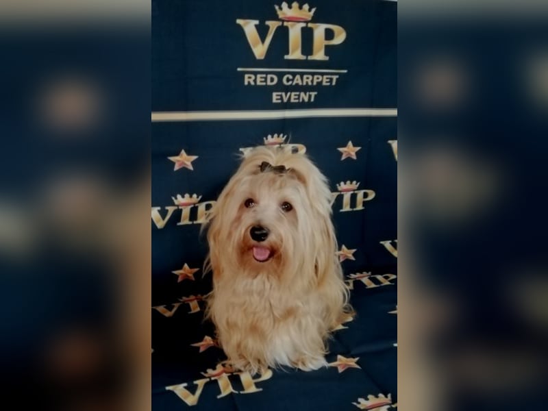 Himmlischer Havaneser Deckrüde mit Deckerfahrung in wunderschönem rot-gold mit weißen Abzeichen!