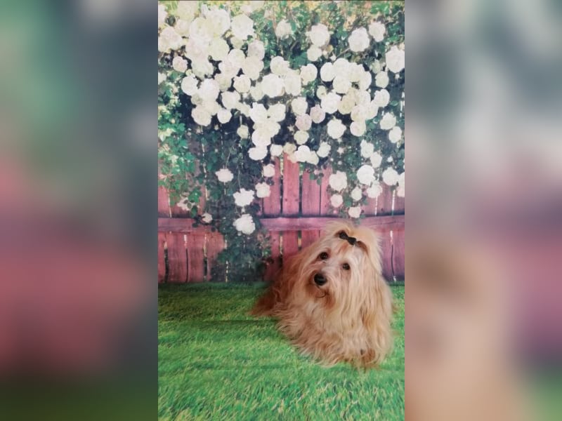 Himmlischer Havaneser Deckrüde mit Deckerfahrung in wunderschönem rot-gold mit weißen Abzeichen!