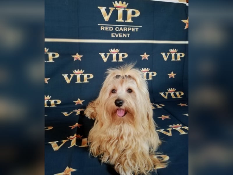 Himmlischer Havaneser Deckrüde mit Deckerfahrung in wunderschönem rot-gold mit weißen Abzeichen!