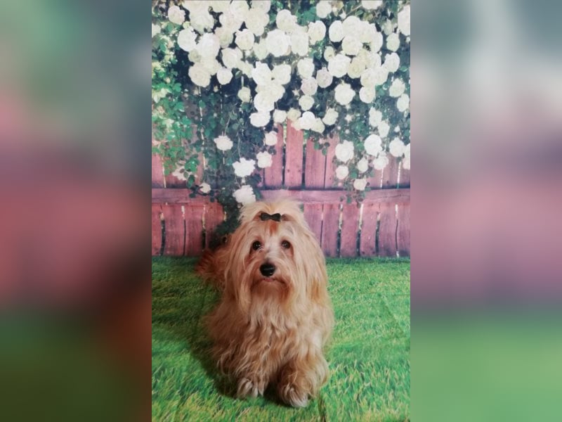 Himmlischer Havaneser Deckrüde mit Deckerfahrung in wunderschönem rot-gold mit weißen Abzeichen!