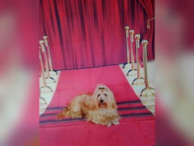 Himmlischer Havaneser Deckrüde mit Deckerfahrung in wunderschönem rot-gold mit weißen Abzeichen!