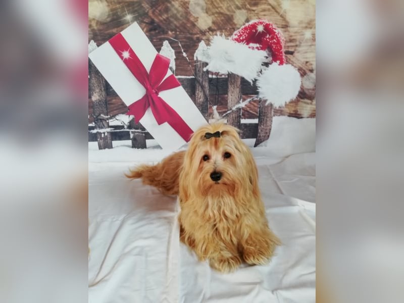 Himmlischer Havaneser Deckrüde mit Deckerfahrung in wunderschönem rot-gold mit weißen Abzeichen!