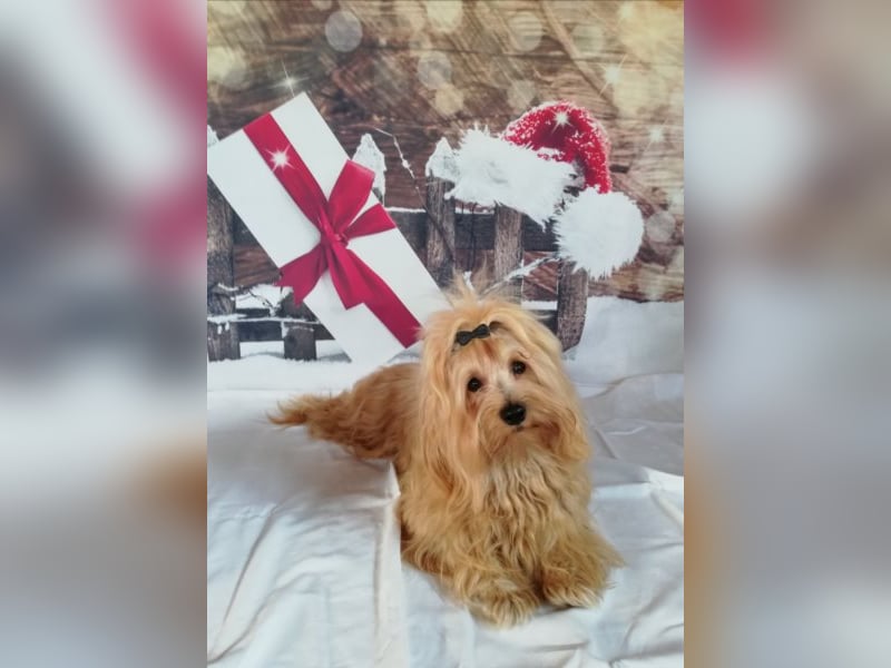 Himmlischer Havaneser Deckrüde mit Deckerfahrung in wunderschönem rot-gold mit weißen Abzeichen!