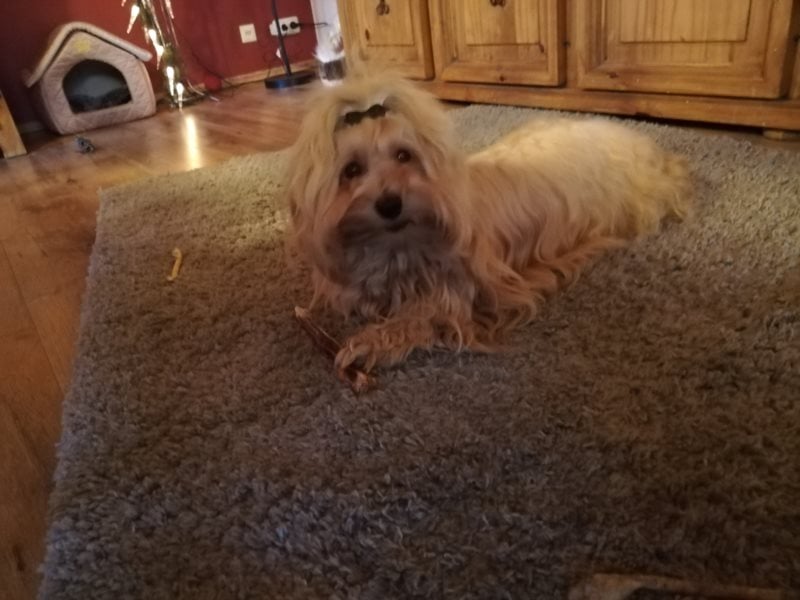 Himmlischer Havaneser Deckrüde mit Deckerfahrung in wunderschönem rot-gold mit weißen Abzeichen!