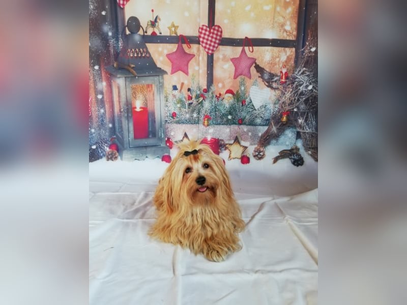 Himmlischer Havaneser Deckrüde mit Deckerfahrung in wunderschönem rot-gold mit weißen Abzeichen!