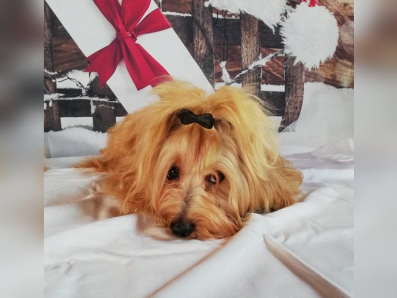 Himmlischer Havaneser Deckrüde mit Deckerfahrung in wunderschönem rot-gold mit weißen Abzeichen!