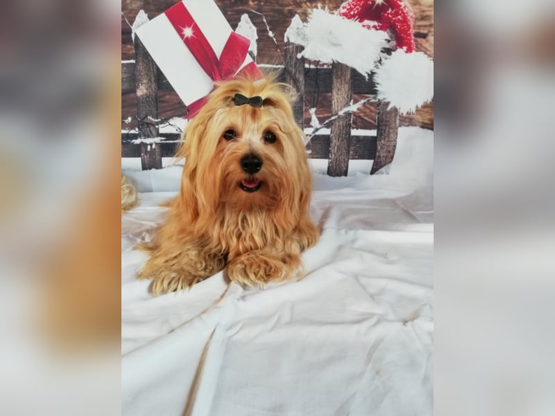 Himmlischer Havaneser Deckrüde mit Deckerfahrung in wunderschönem rot-gold mit weißen Abzeichen!