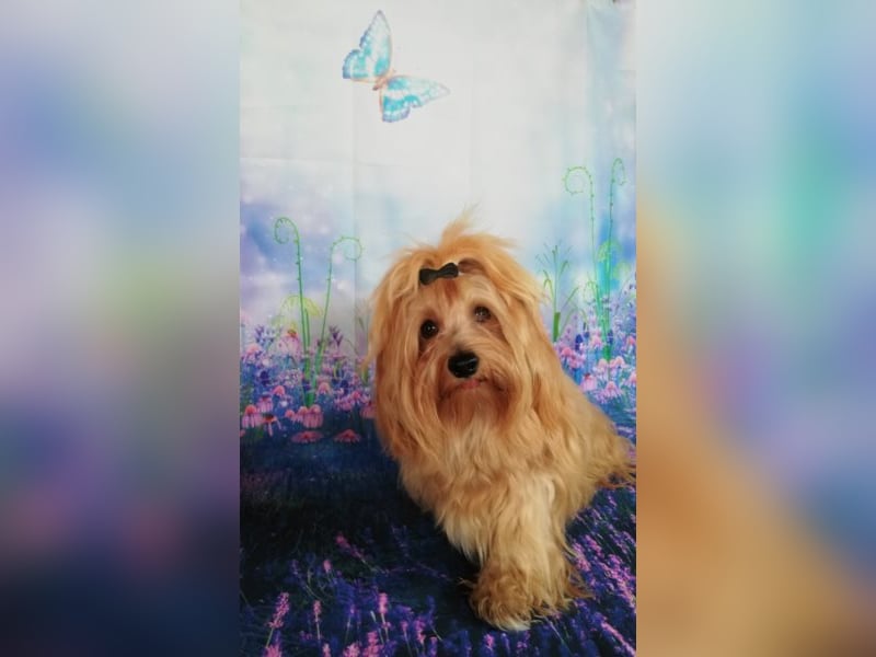 Himmlischer Havaneser Deckrüde mit Deckerfahrung in wunderschönem rot-gold mit weißen Abzeichen!