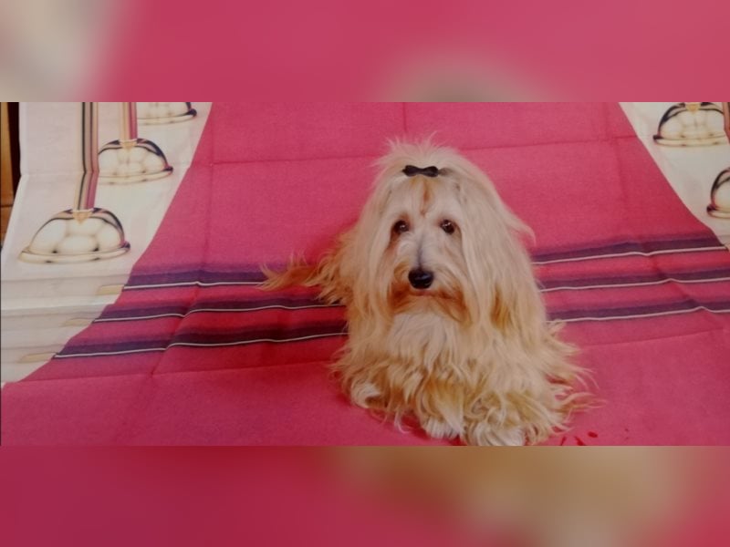 Himmlischer Havaneser Deckrüde mit Deckerfahrung in wunderschönem rot-gold mit weißen Abzeichen!