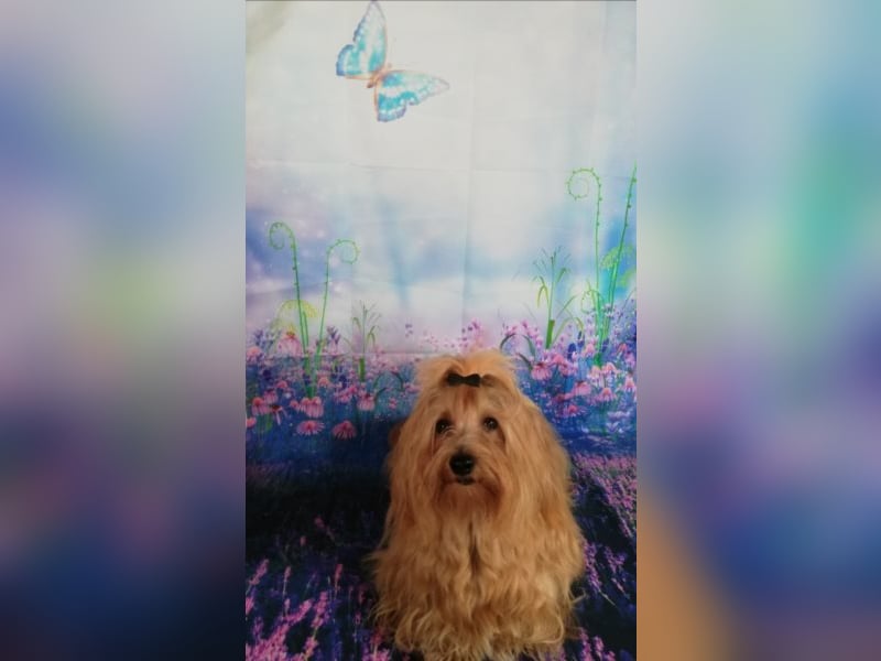 Himmlischer Havaneser Deckrüde mit Deckerfahrung in wunderschönem rot-gold mit weißen Abzeichen!