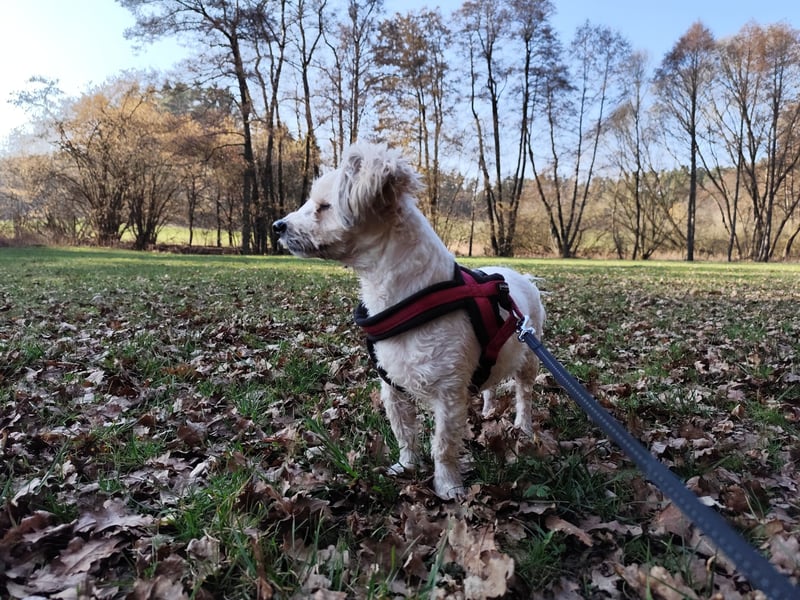 Nacho sucht ein liebevolles Zuhause