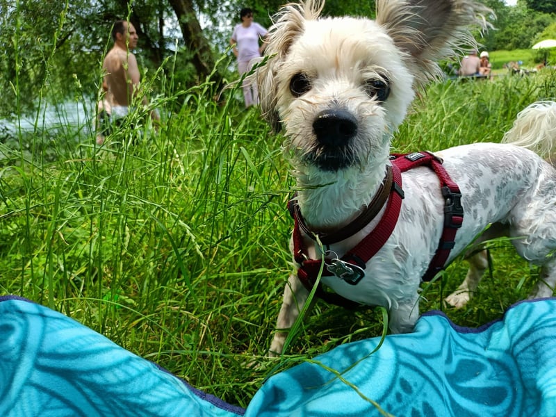 Nacho sucht ein liebevolles Zuhause