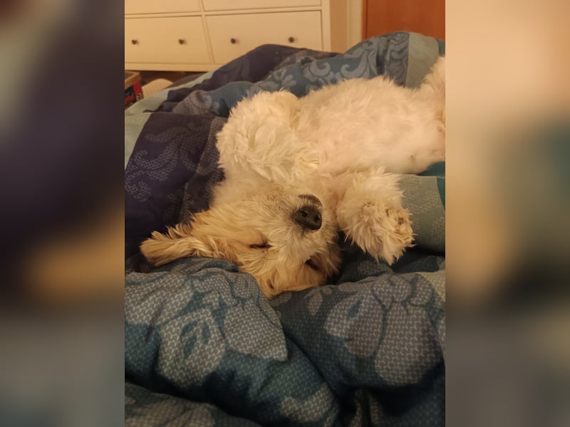 Nacho sucht ein liebevolles Zuhause