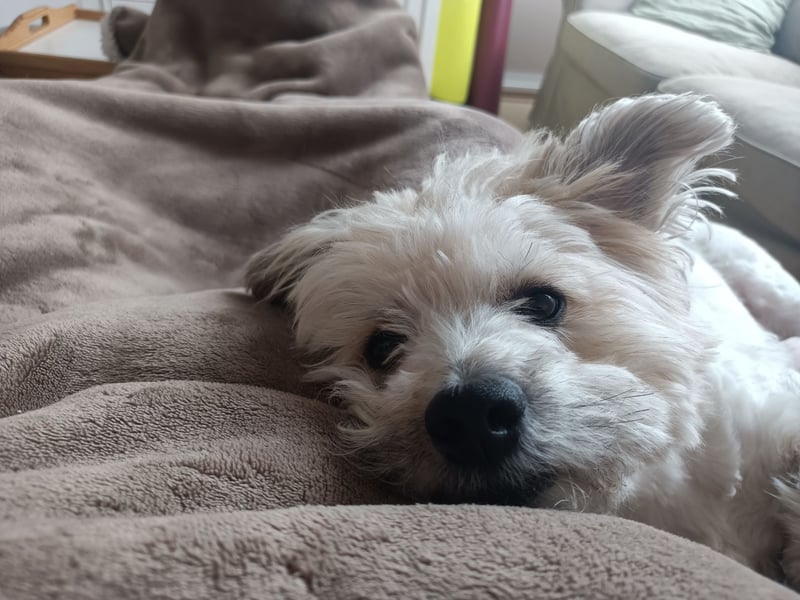 Nacho sucht ein liebevolles Zuhause