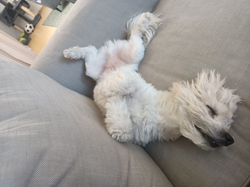 Nacho sucht ein liebevolles Zuhause