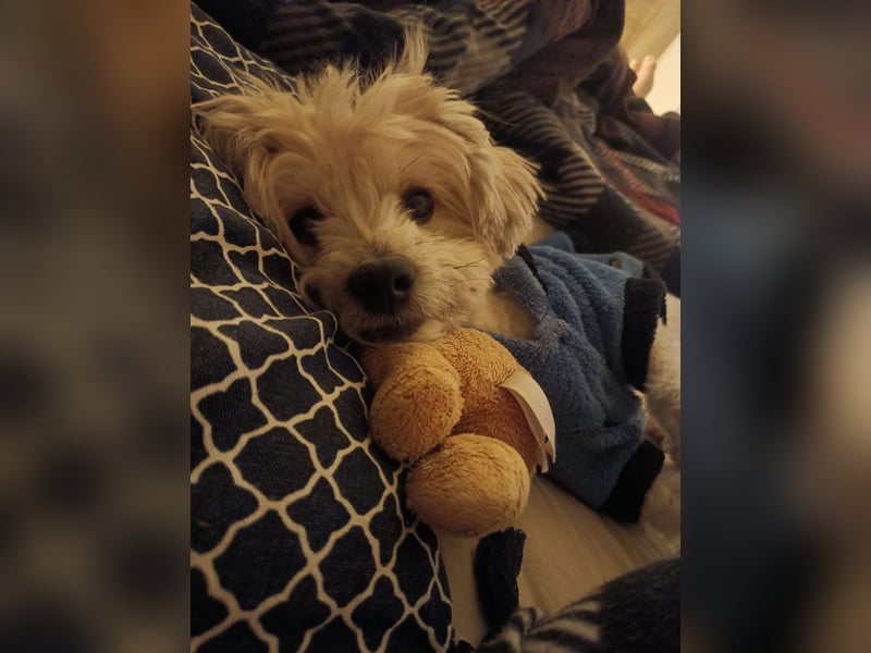 Nacho sucht ein liebevolles Zuhause