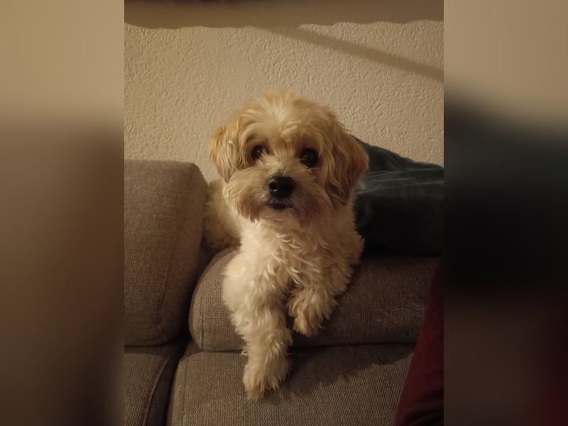 Nacho sucht ein liebevolles Zuhause