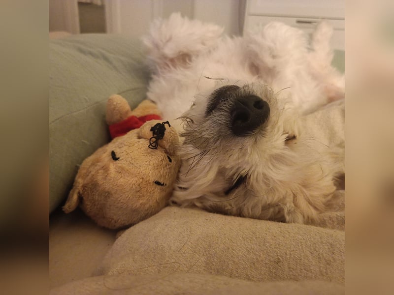 Nacho sucht ein liebevolles Zuhause