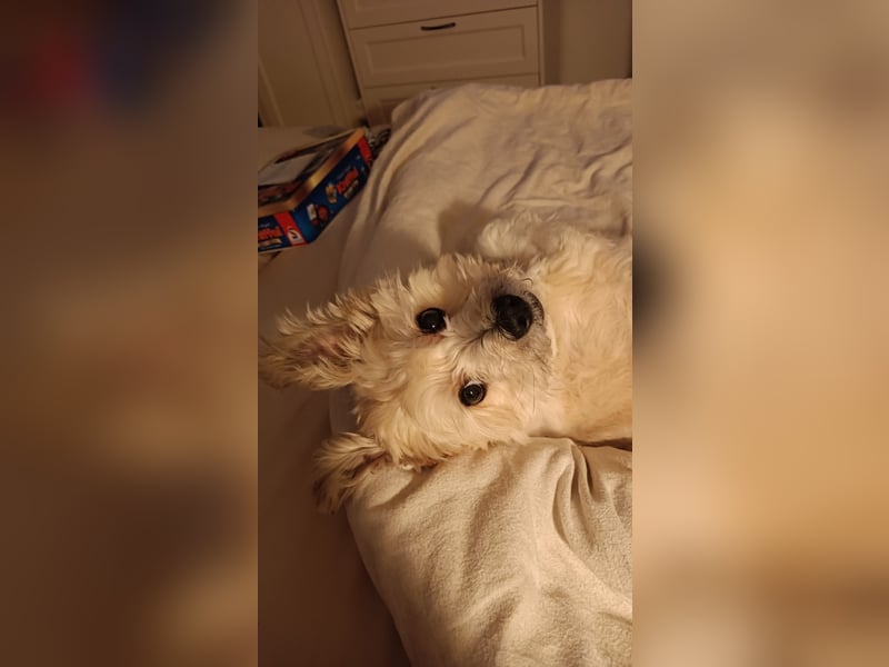 Nacho sucht ein liebevolles Zuhause