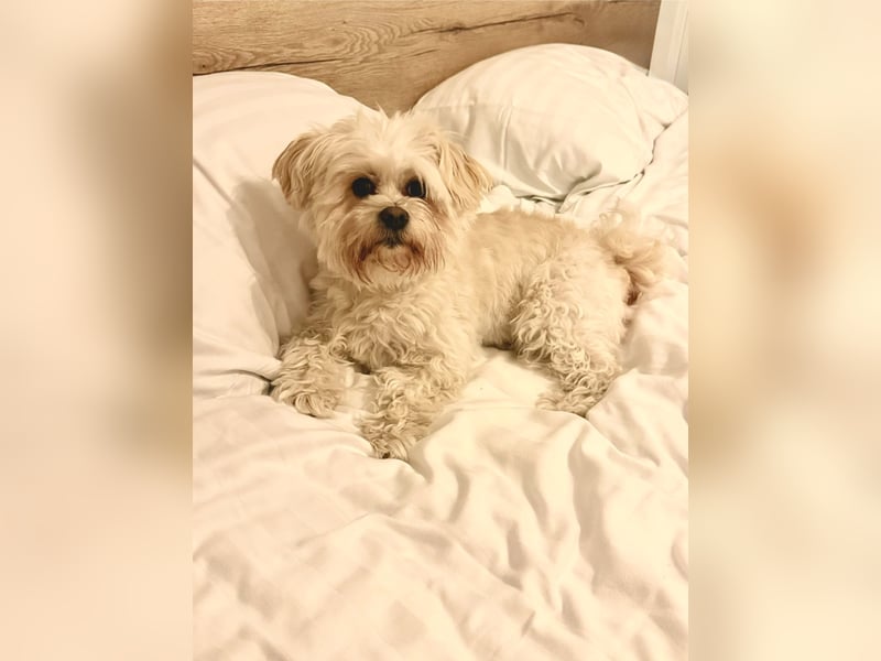 Familienhund Mylo sucht neues zu Hause
