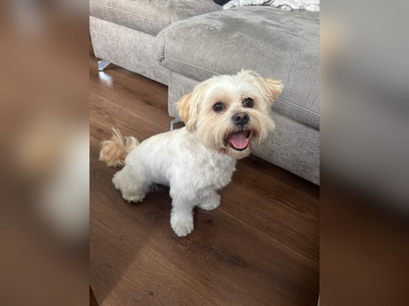 Familienhund Mylo sucht neues zu Hause