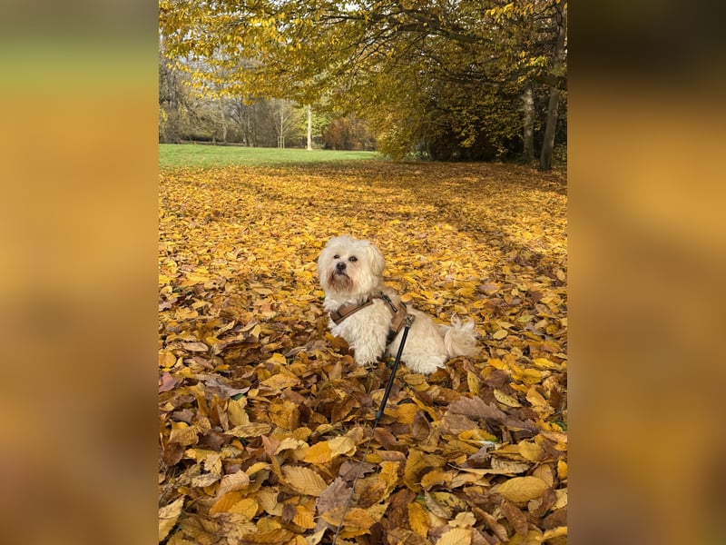 Familienhund Mylo sucht neues zu Hause