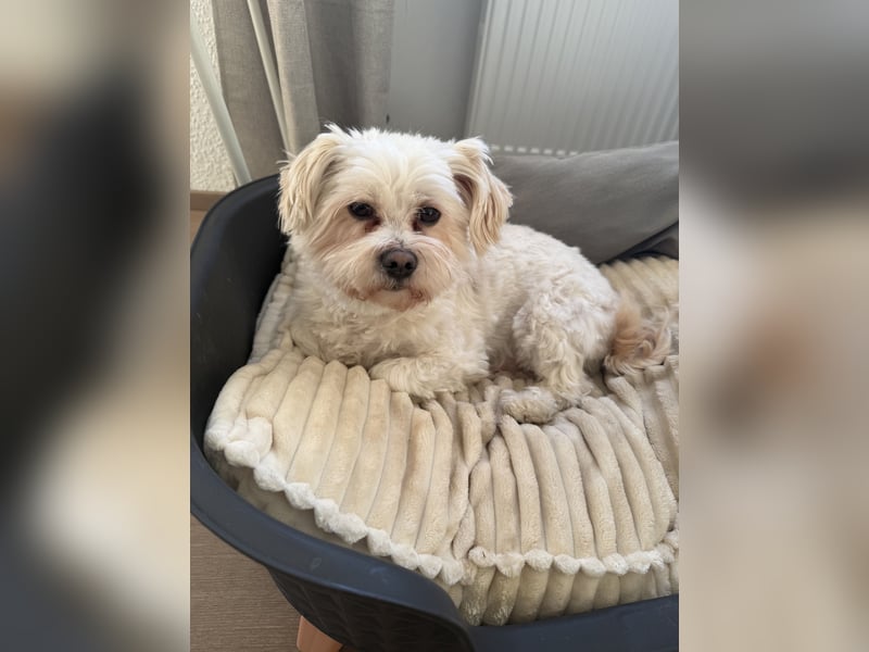 Familienhund sucht neues zu Hause
