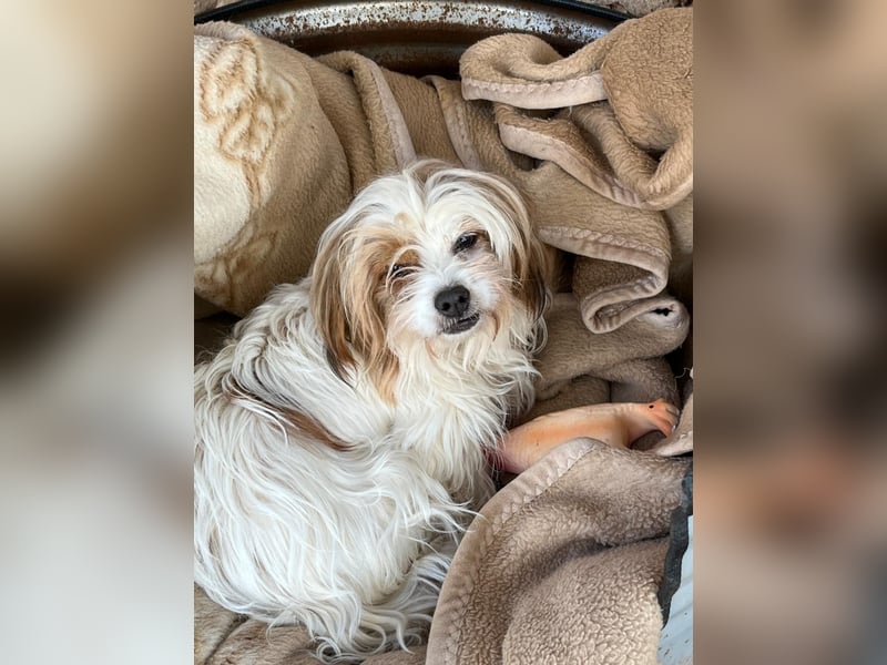 freundliche agile NINET