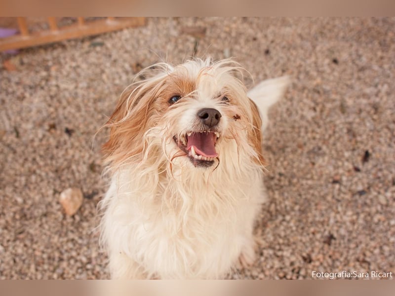 freundliche agile NINET