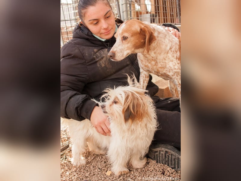 freundliche agile NINET