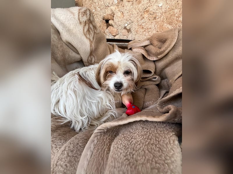 freundliche agile NINET