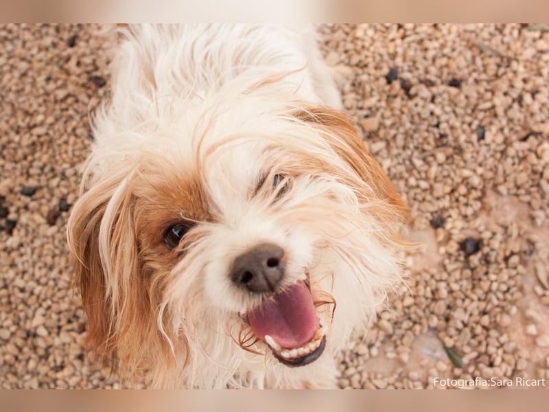 freundliche agile NINET