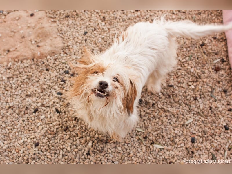 freundliche agile NINET